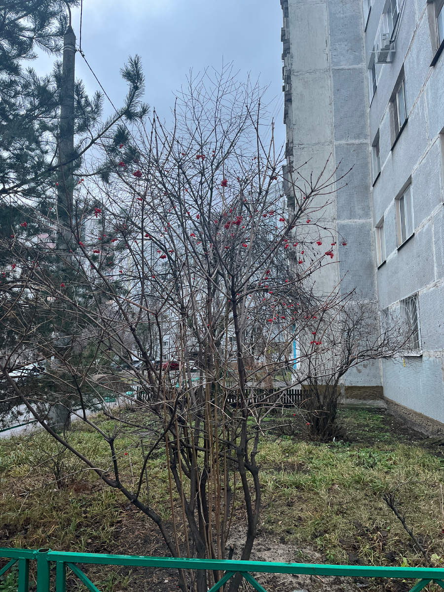 Сегодня во дворе 