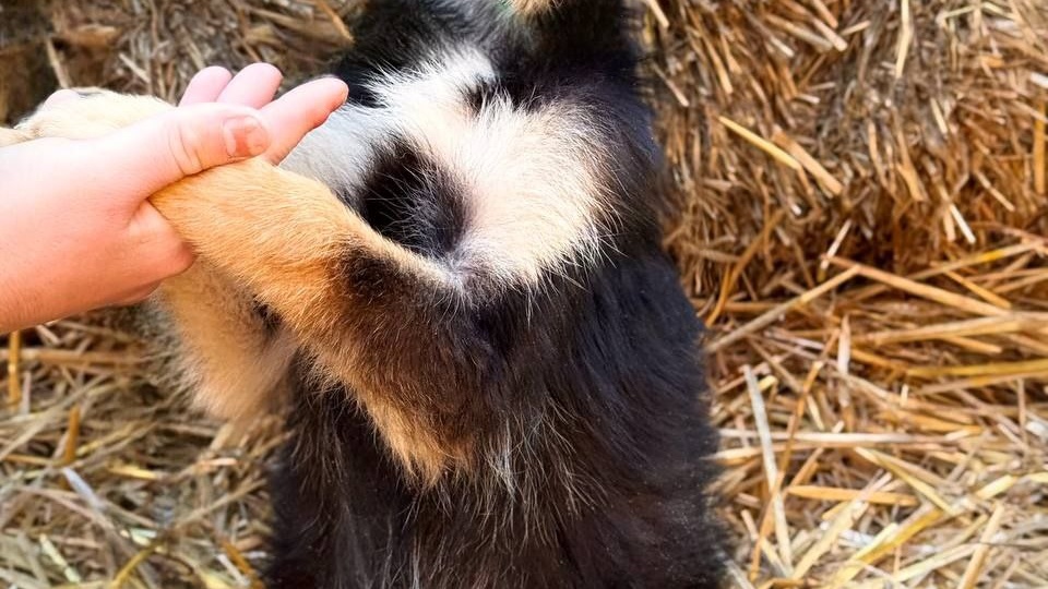 Чтобы пережить холодную зиму, собакам в приюте срочно нужна помошь,