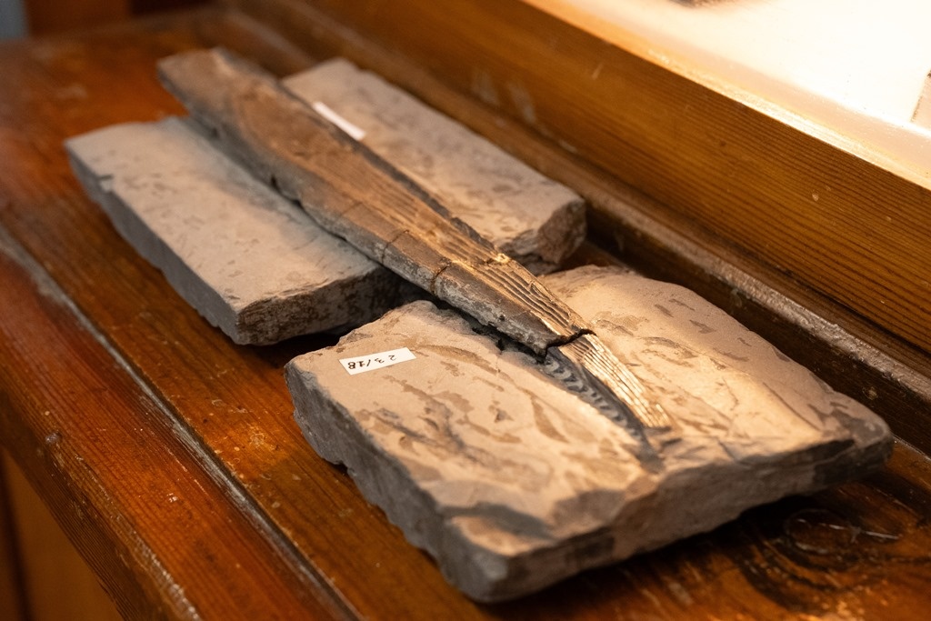 Плавник древней акулы в музее ТГУ