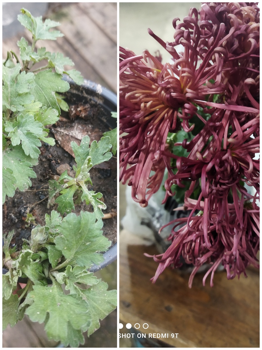 Хризантемы