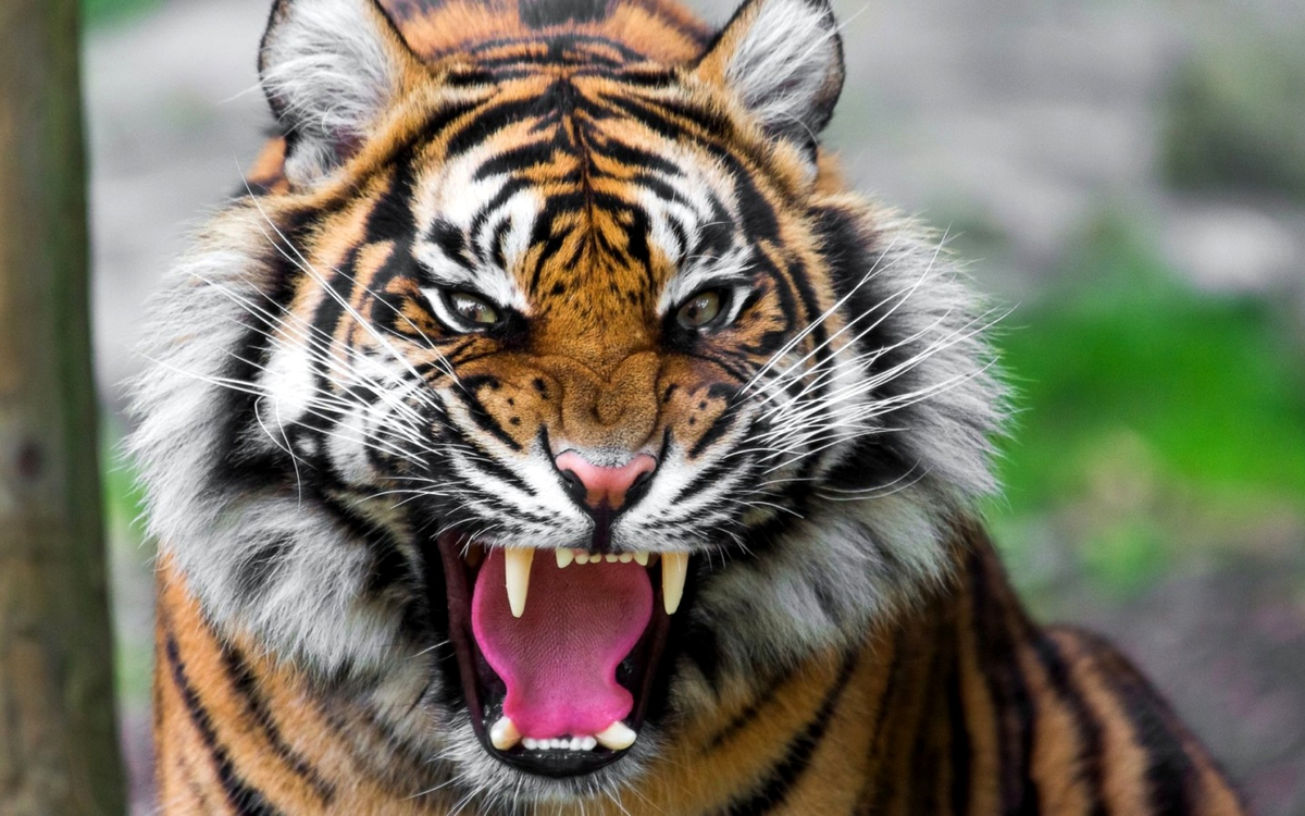 Изображение: Картинки 24