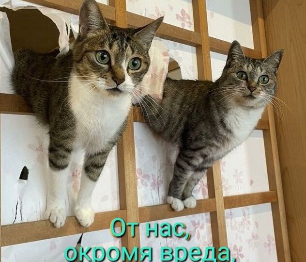 Смешные мемы с животными