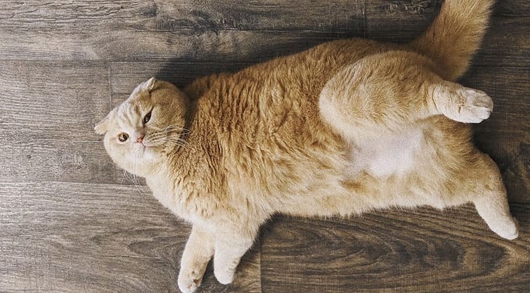 4 причины, почему кошка толстеет
