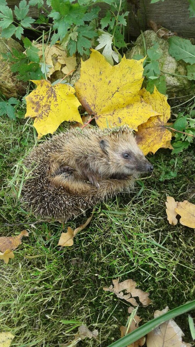 ёжик - фото моей мамы