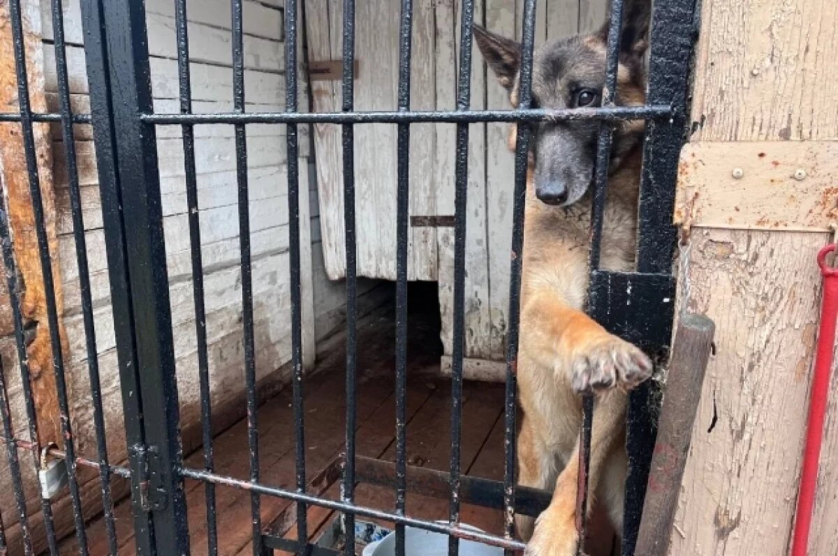    Немецкая овчарка Церцея помогла выследить вора в Бийском районе