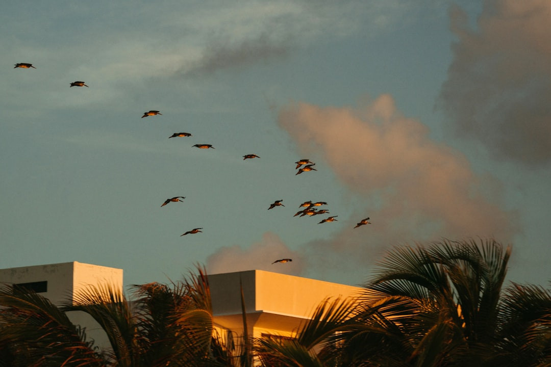    Прямые рейсы в Мексику: Когда русские туристы скажут 'Adiós' пересадкам?