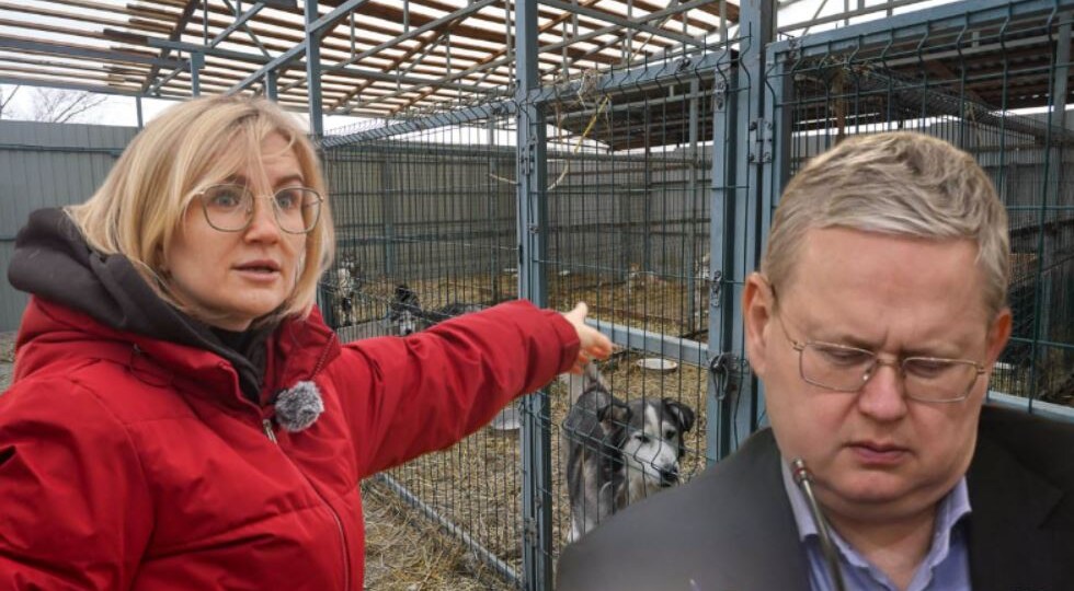 Беда 2000 приговоренных к замерзанию волгоградских дворняг докатилась до Госдумы