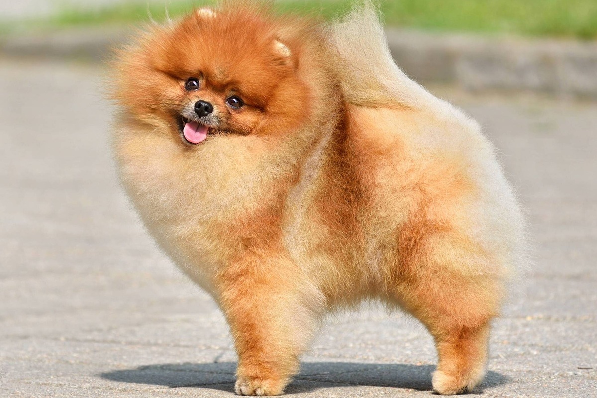     «У нас сдохла собака»: ветеринары два часа глумились над москвичкой, чей шпиц истекал кровью в барокамере