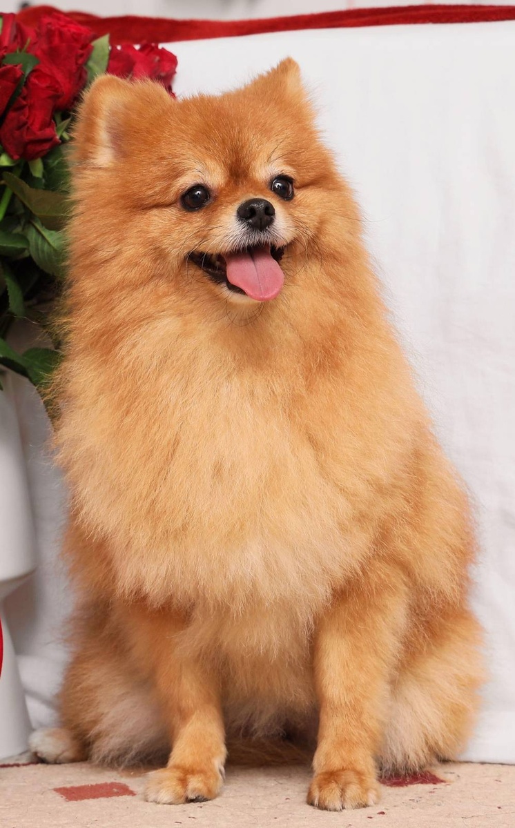    Шпиц умер в ветеринарной клиникеLegion-Media