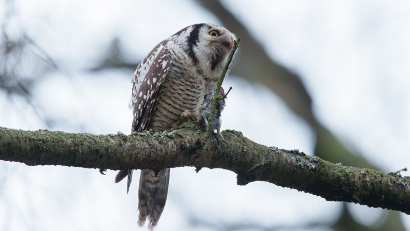    t.me/kazdoytvaripopare