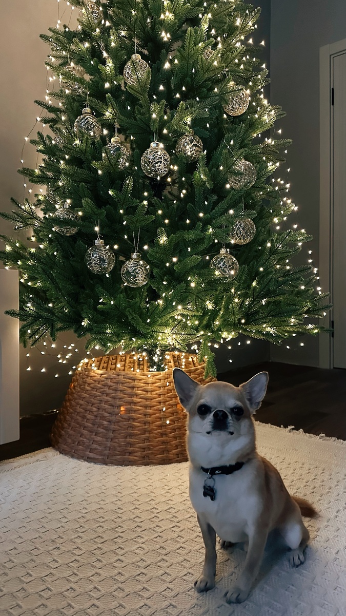 Сегодня в студии мы с Генри нарядили елку. Мне к сожалению придется вынести её на балкон на пару дней, потому что через пару будут устанавливать потолки и освещение. У меня оказалось так много работ по электрике, плюс скрытые карнизы, что все это затянется аж на два дня, но оно того стоит. 