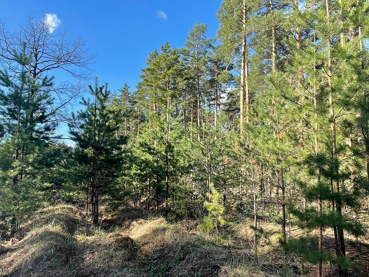 Цена елочки составит от 500 рублей