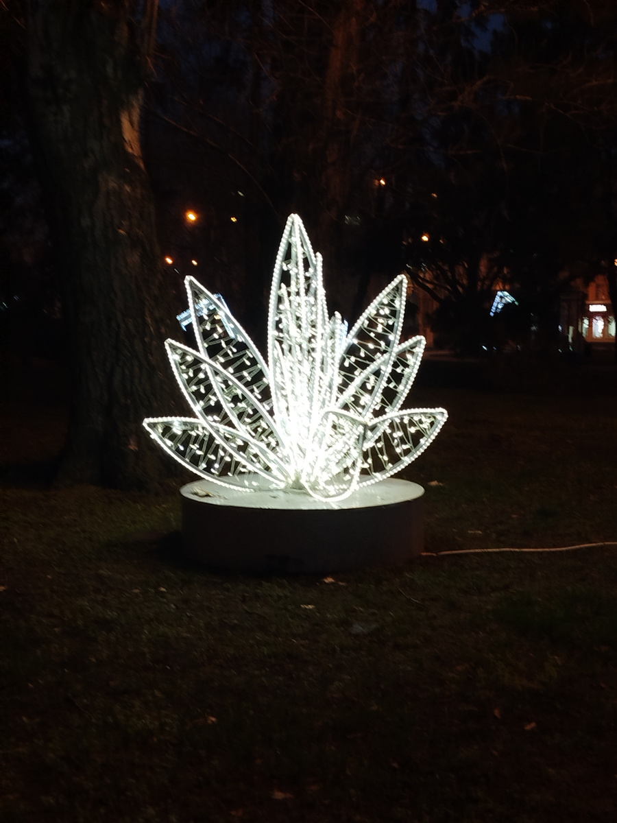 То ли лотос, то ли кувшинка.