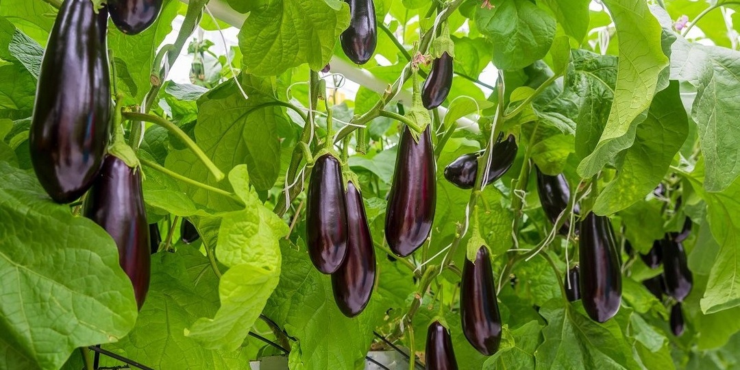 Как вырастить баклажаны в теплице