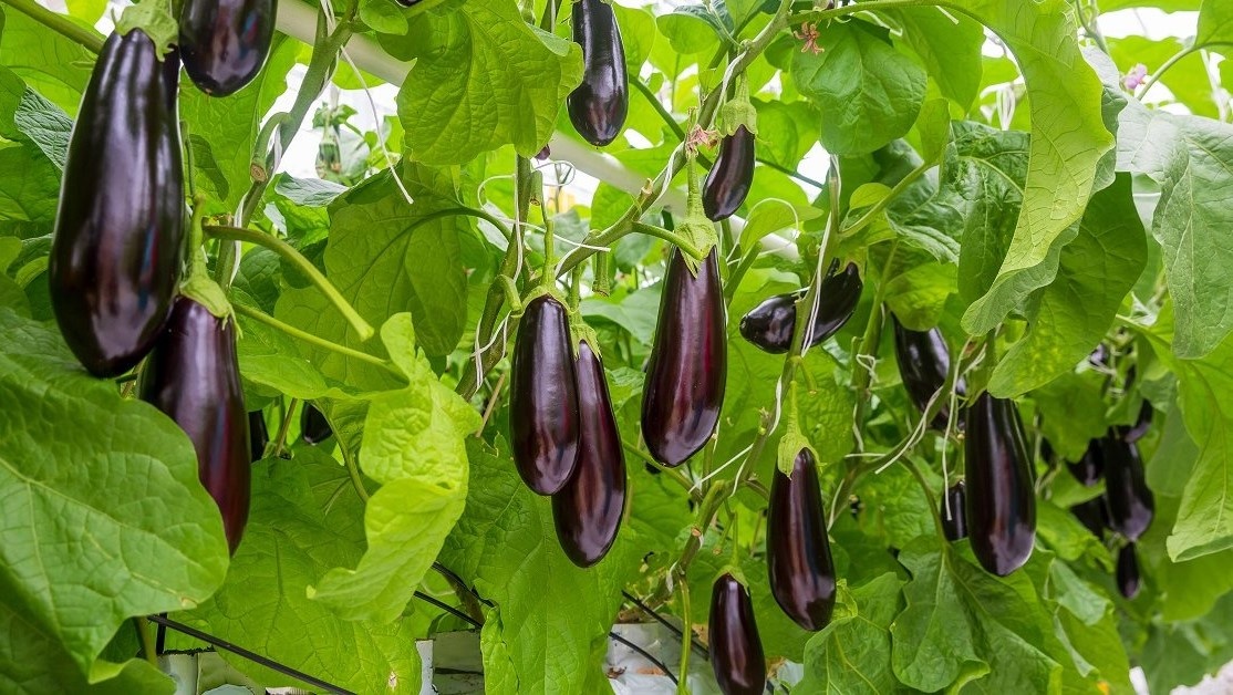 Баклажаны в теплице