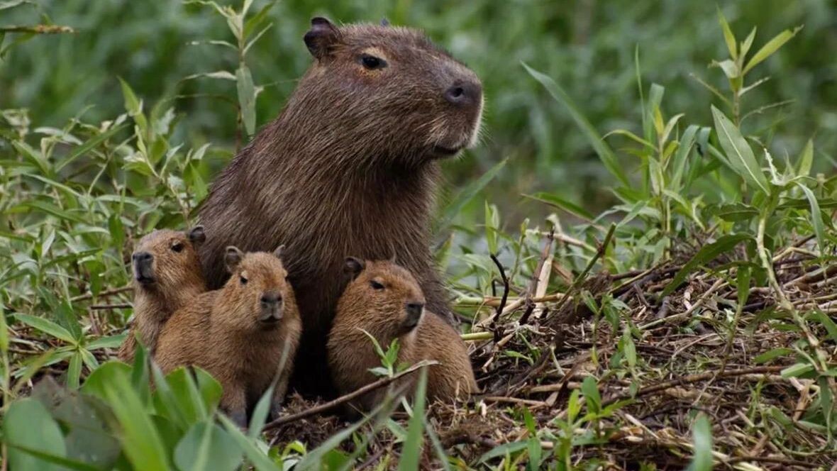    Фото: Bruno Vieira/Shutterstock/Fotodom