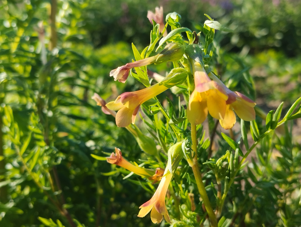 Синюха малоцветковая