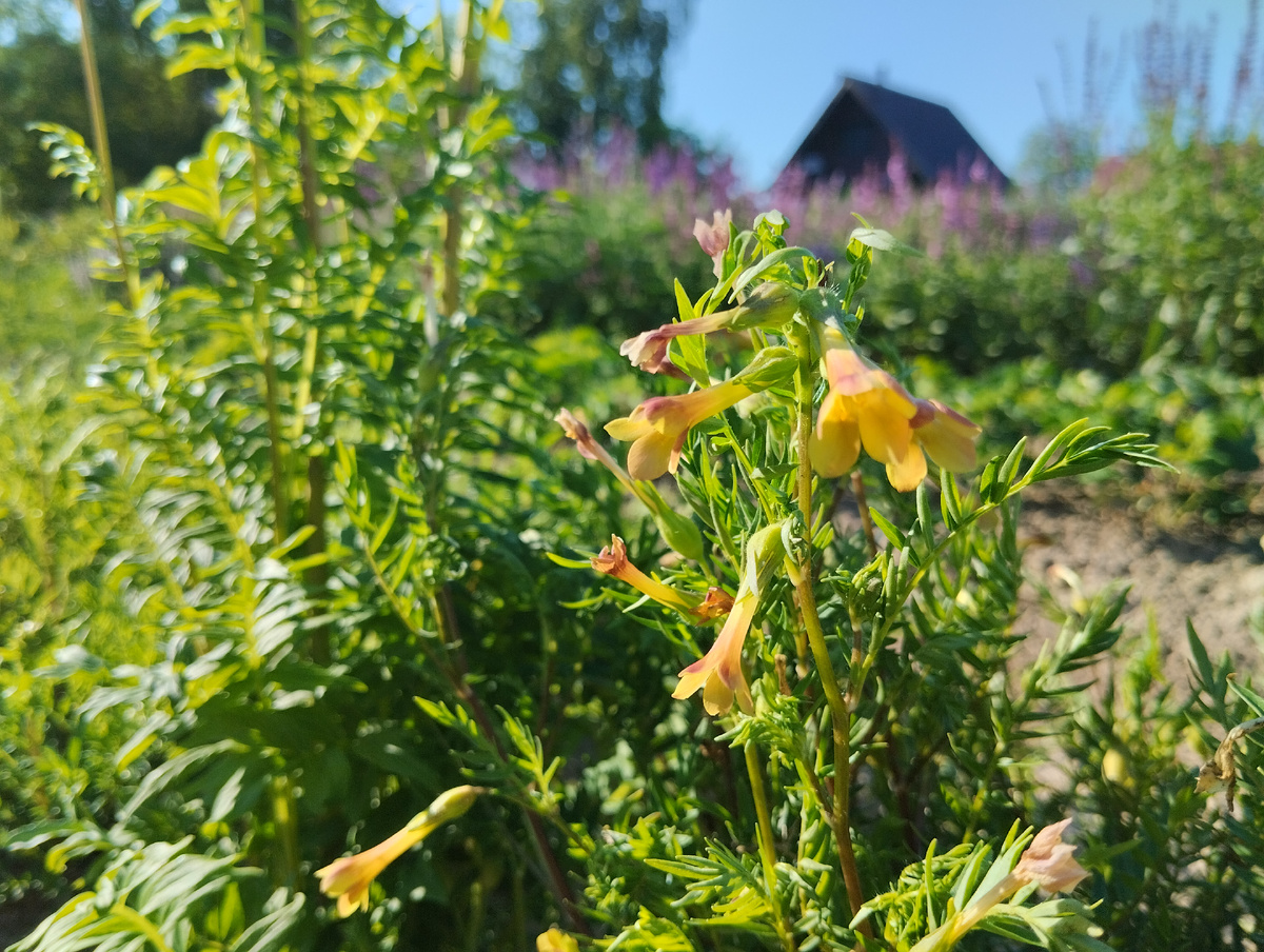 Синюха малоцветковая ниже, чем синюха голубая