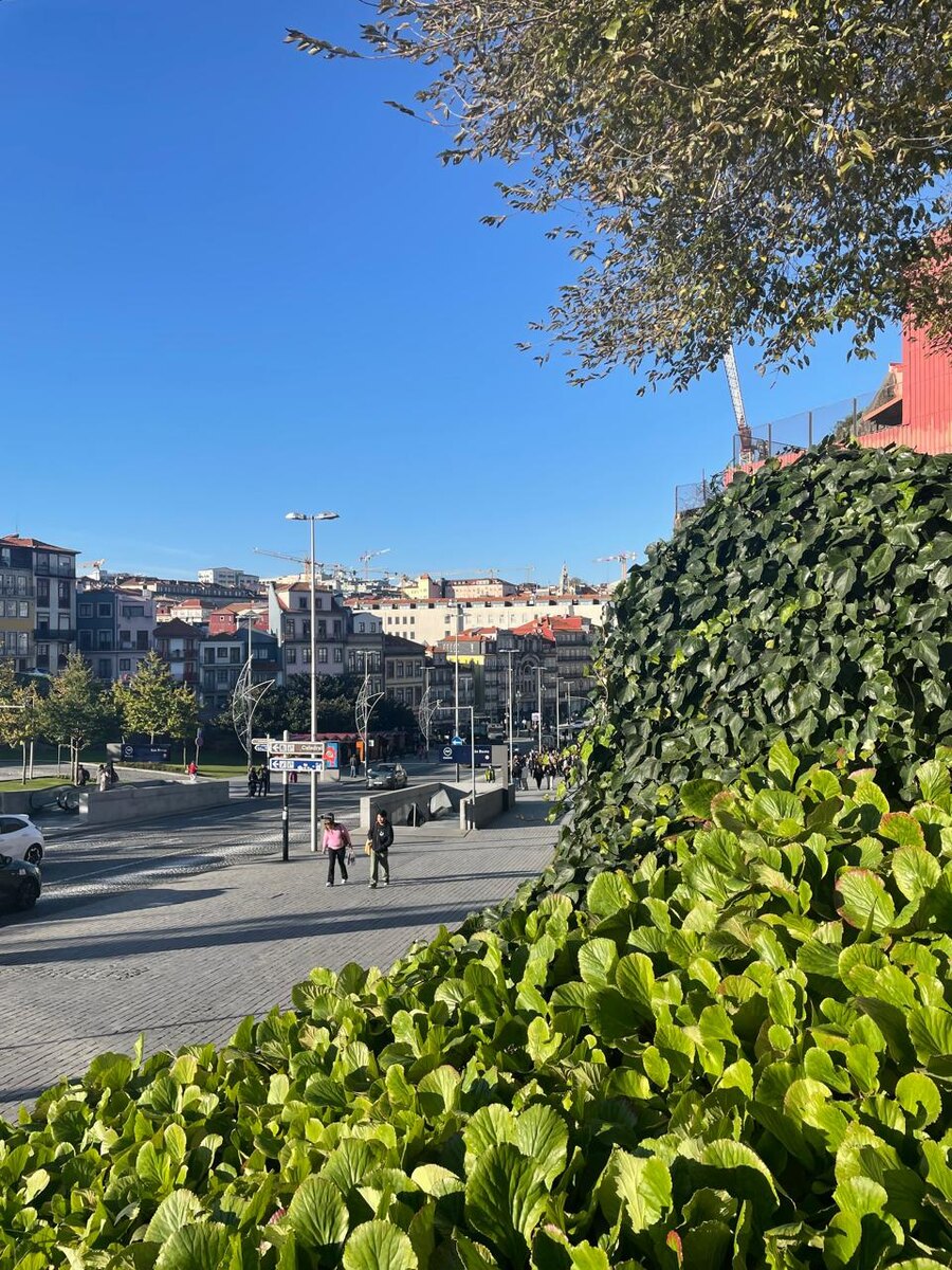 и много зелени и солнца!