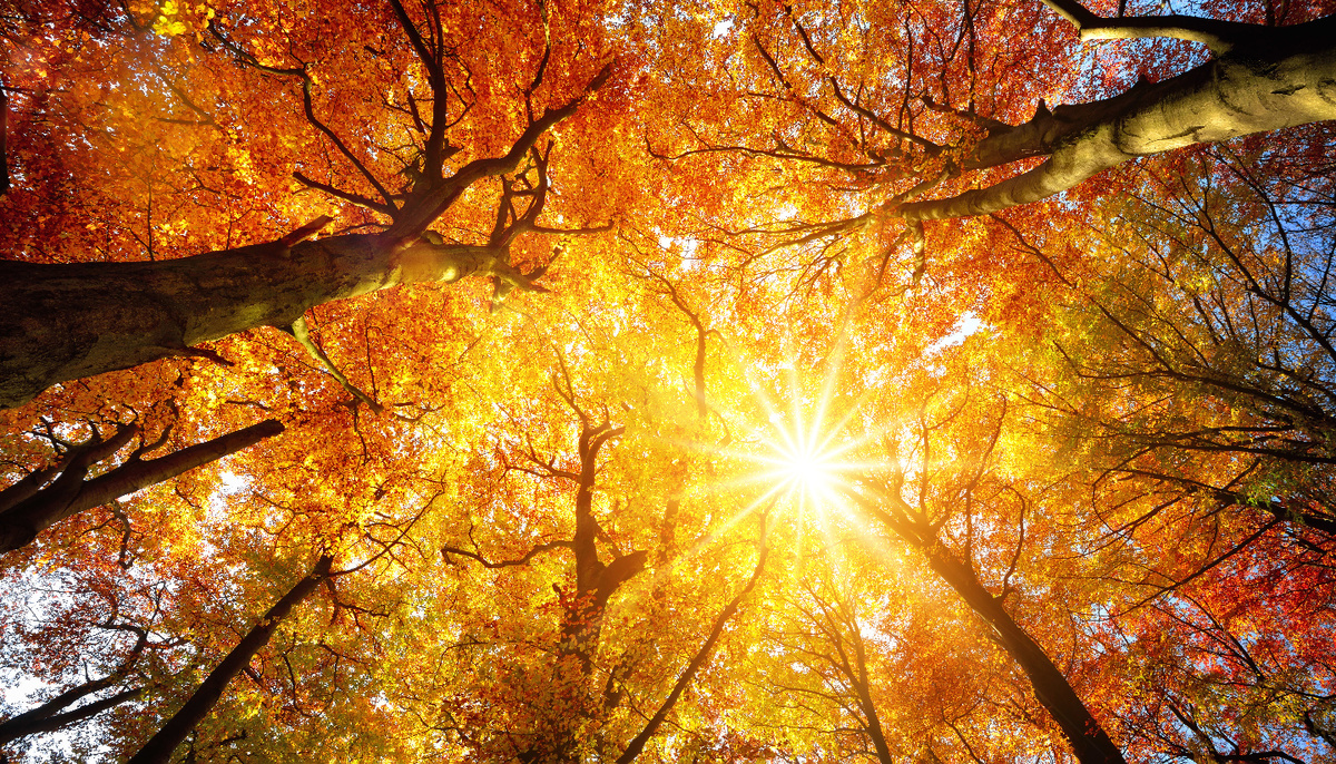     Фото: Smileus/Shutterstock/FOTODOM Розовый шум, например, более распространен в природе. Его спектральная плотность падает с увеличением частоты, что означает усиление низких частот. Именно так звучит шелест листьев или биение сердца