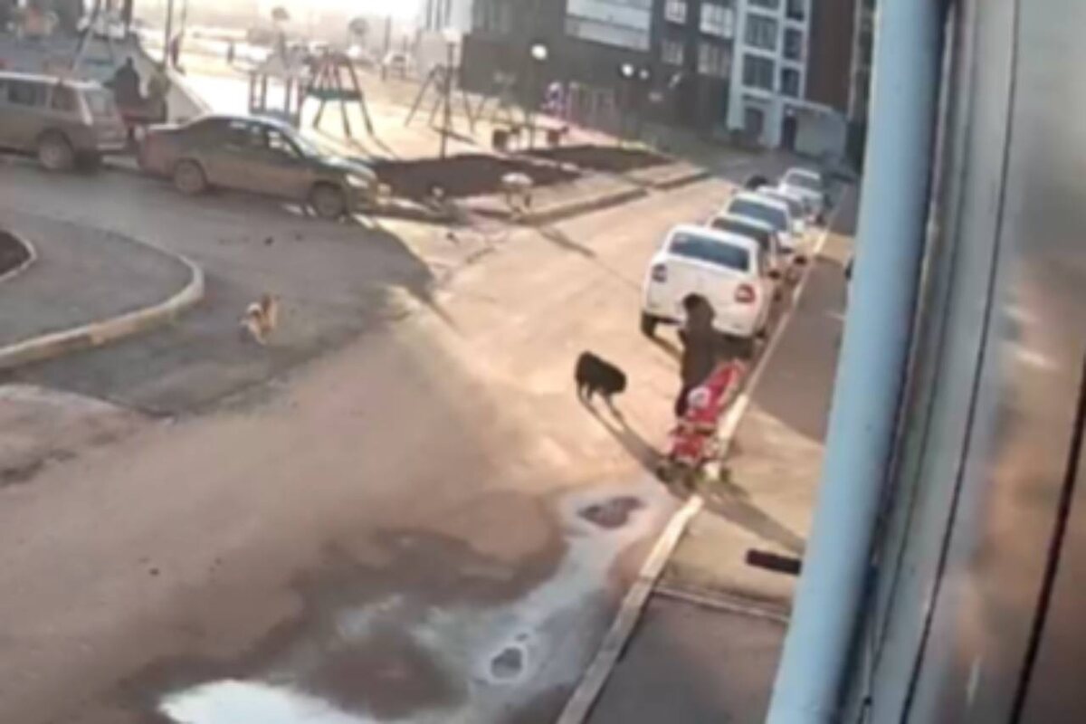    Нападением бездомных собак на женщину с двумя детьми в Оренбурге заинтересовался Александр Бастрыкин