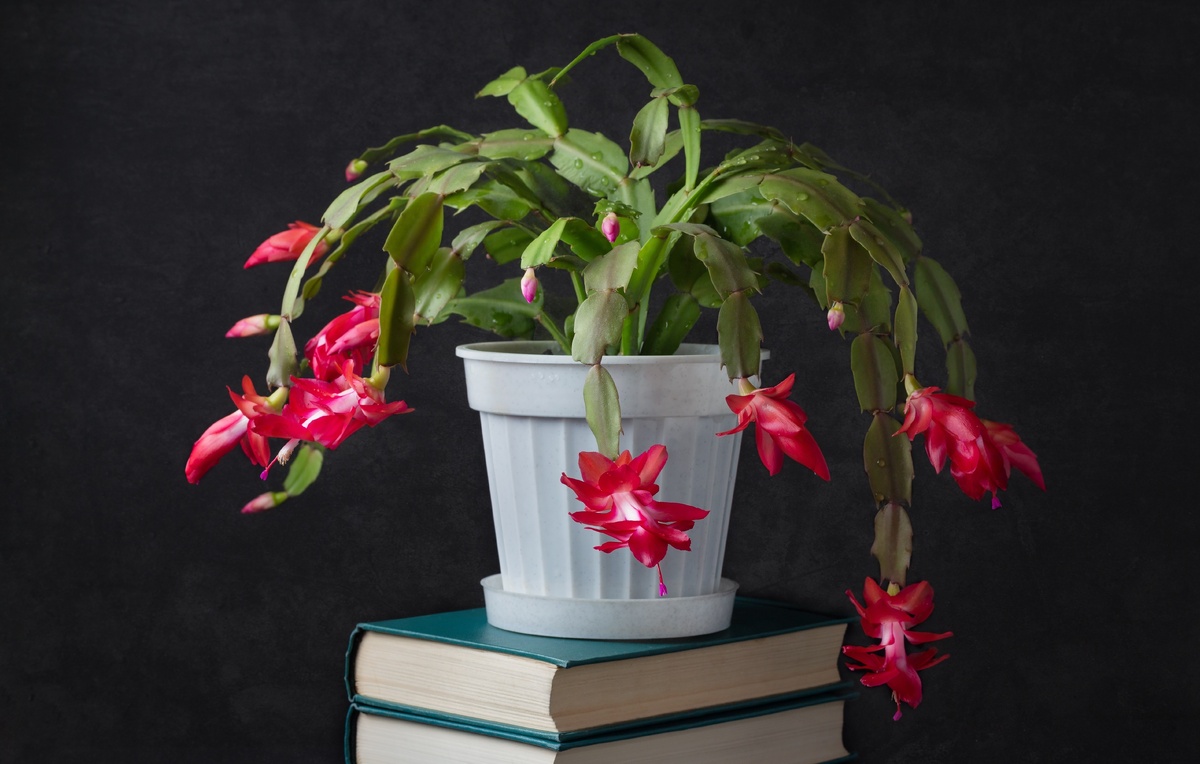 Akintevs/Shutterstock/FOTODOM