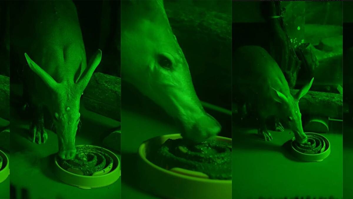    Фото: Московский зоопарк