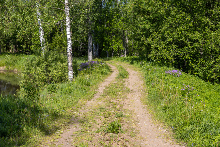 Основной минус участка в лесу – отсутствие дорог