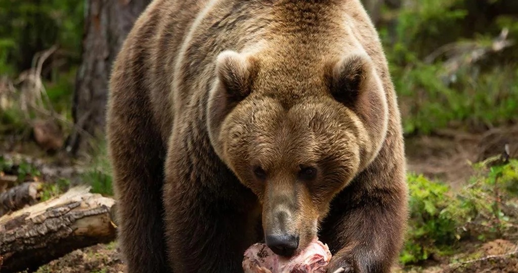 Почему медведи любят не очень свежее мясо