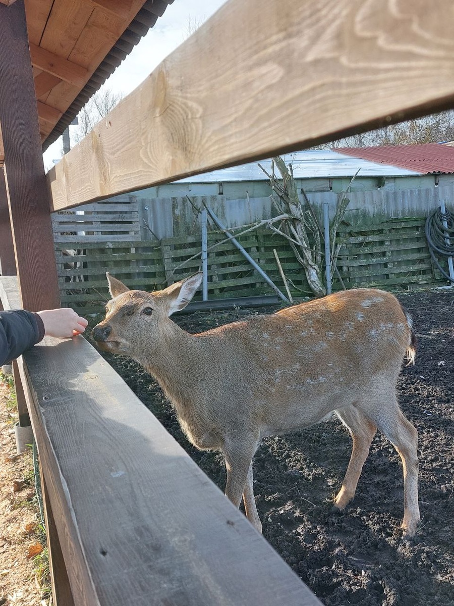 Пятнистый олень