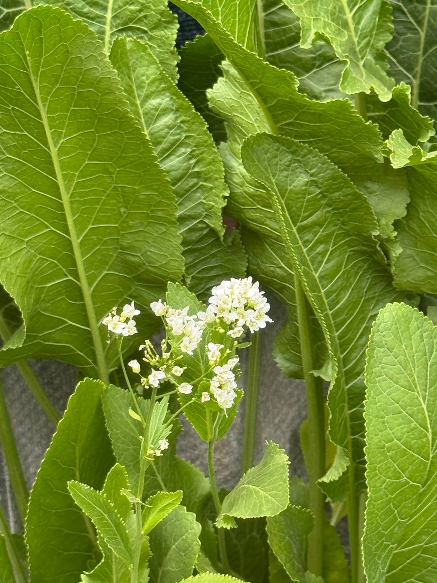 Рудбекия – канал про цветы. Хрен цветёт красивыми белыми цветами.