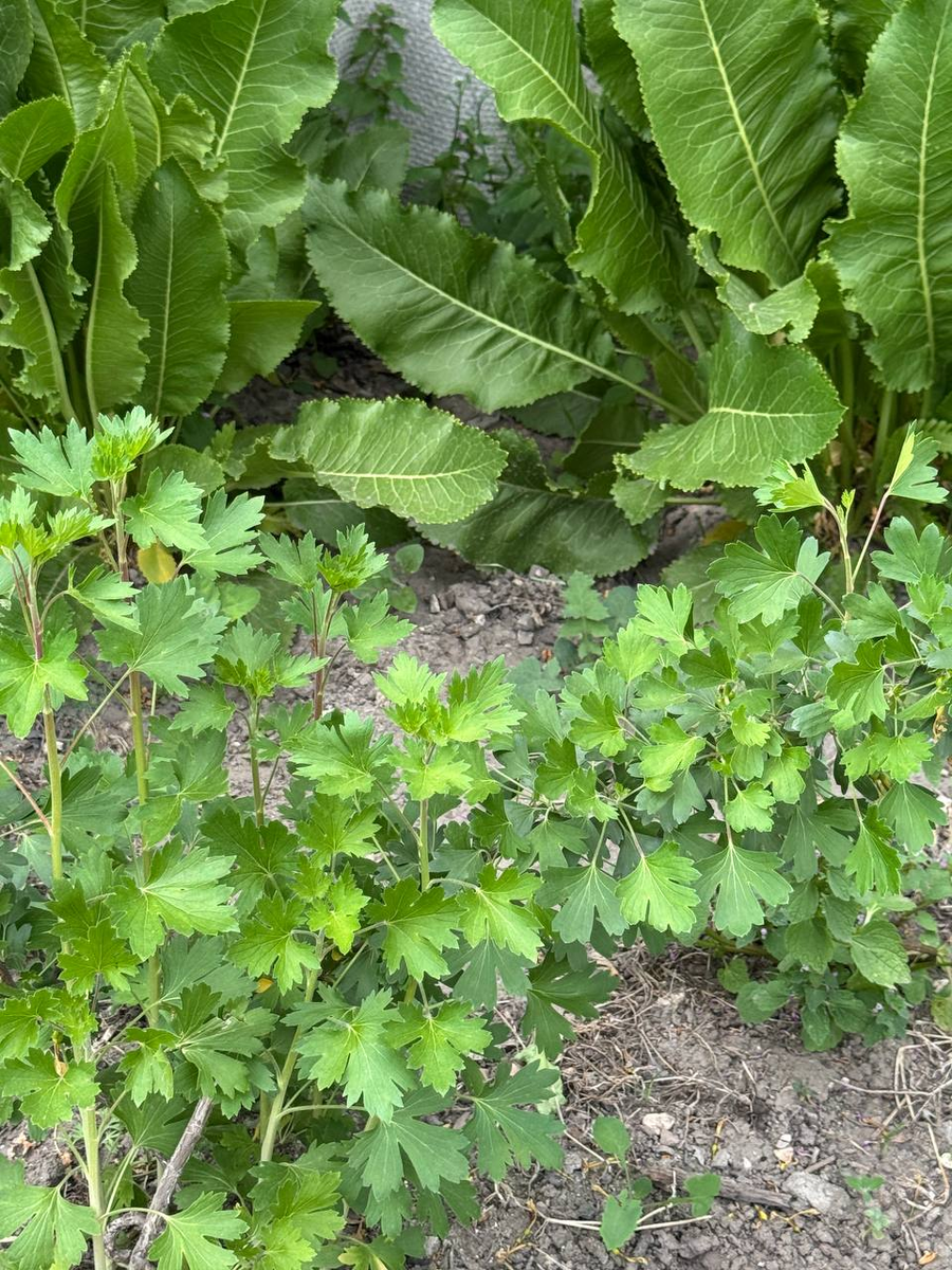 Рудбекия – канал про цветы. Хрен.