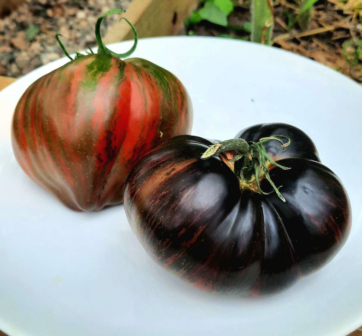 Фото автора. 2023г. Настоящий Истребитель выше, а чёрненький - это какой-то подкидыш)