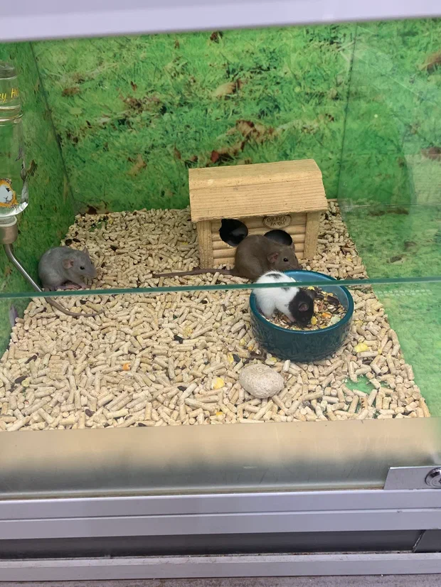 Это крыски из зоомагазина, никто из них не пострадал от домафинового рычажка. Они живут своб скучную жизнь на ЗОЖе)