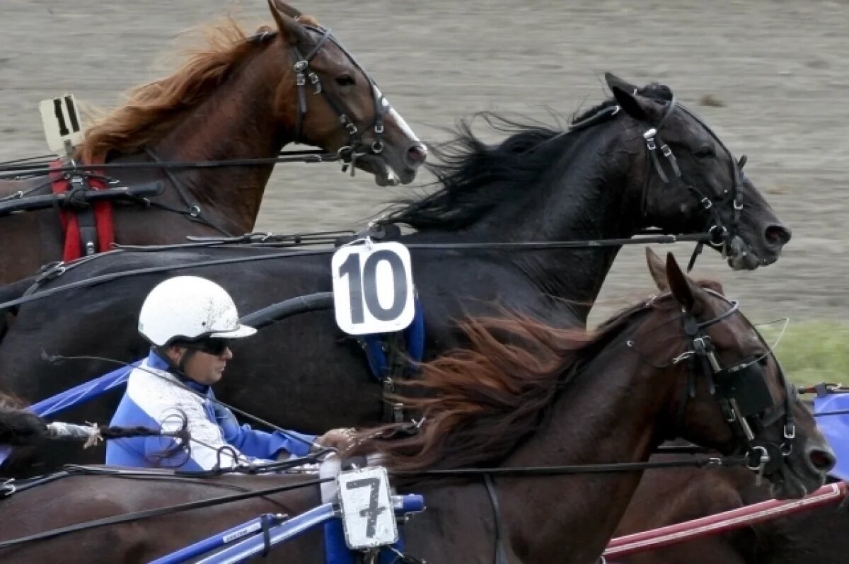    Ростовские власти заявили, что сами остановили снос конюшен на ипподроме