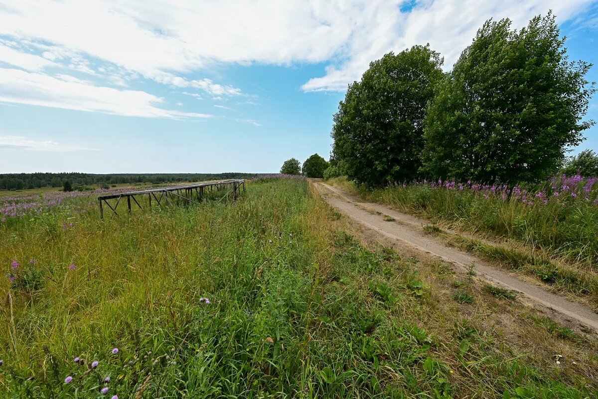    Участок с иван-чаем. Фото: "Республика"/Сергей Юдин