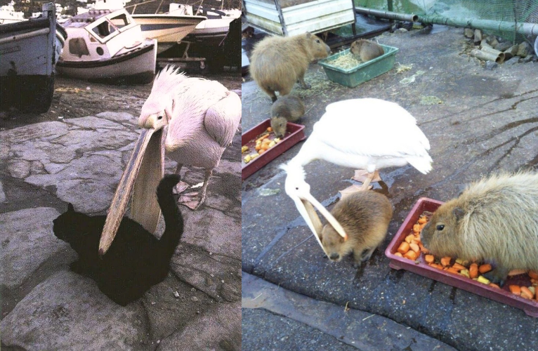 Вот кошки, вот капибары...