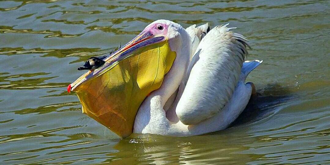 Американский белый пеликан: Кошки, капибары, утки — берегитесь! Клюв этой птицы — бездонная пропасть!