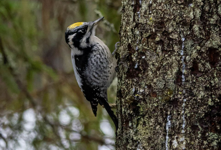 фото: Rostislav Kuzmich/дирекция ООПТ Ленобласти