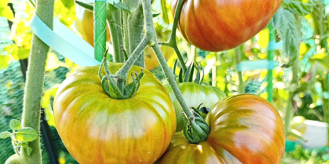 Сорта томатов, новинки сезона 2025, часть 5, заключительная.