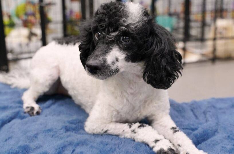 Игривый и любознательный парень! Приезжайте за собачкой в Домик Мелкашей!💙