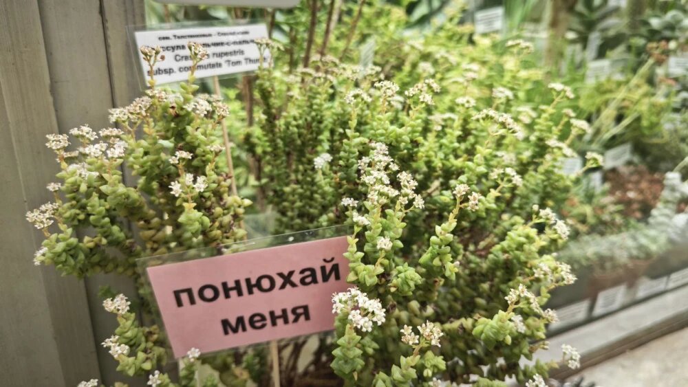    Толстянки в Ботсаду ТГУ, © предоставлено пресс-службой ТГУ