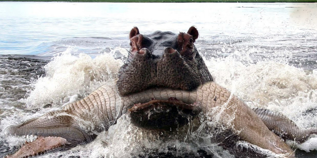 Бегемот: Потеет «кровью», охотится на крокодилов и не умеет плавать. Тёмные секреты известного зверя