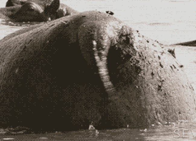 Навозом бегемоты помечают свою территорию. Поэтому какахи разбрасываются по всей округе, словно от вентилятора! 