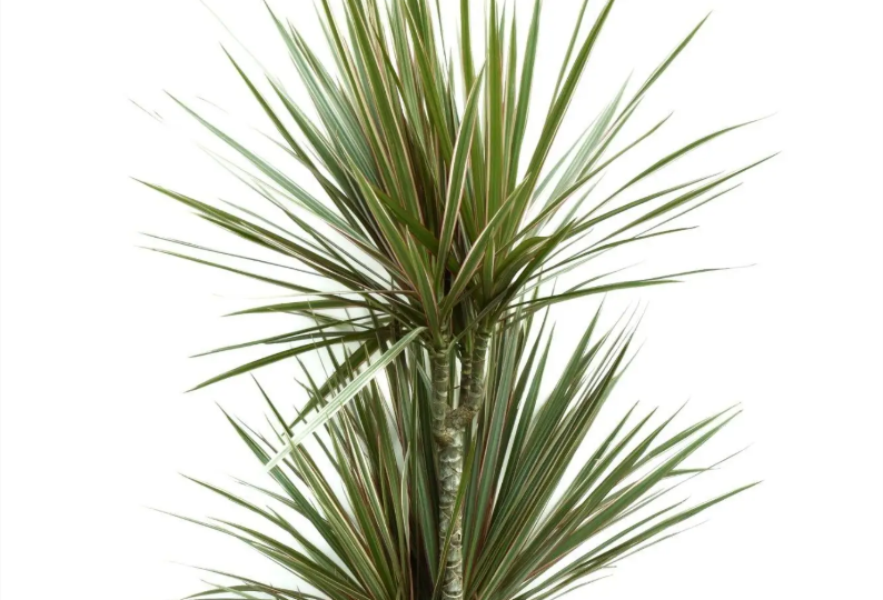 Драцена Маргината биколор: что делать, если сохнут кончики листьев и она не растёт