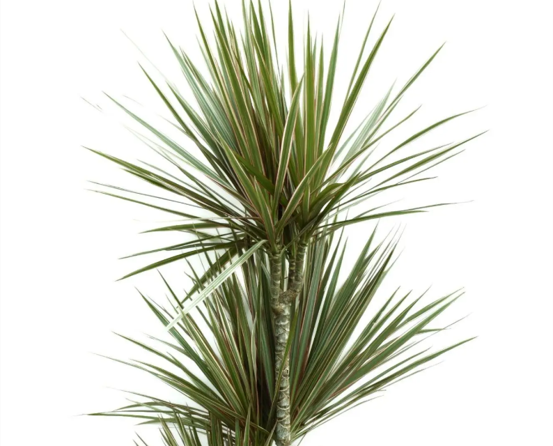 Dracaena marginata Bicolor