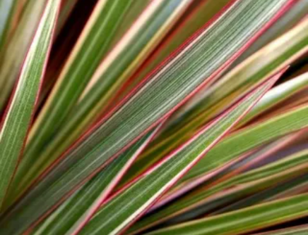 Драцена Маргината биколор уход в домашних условиях