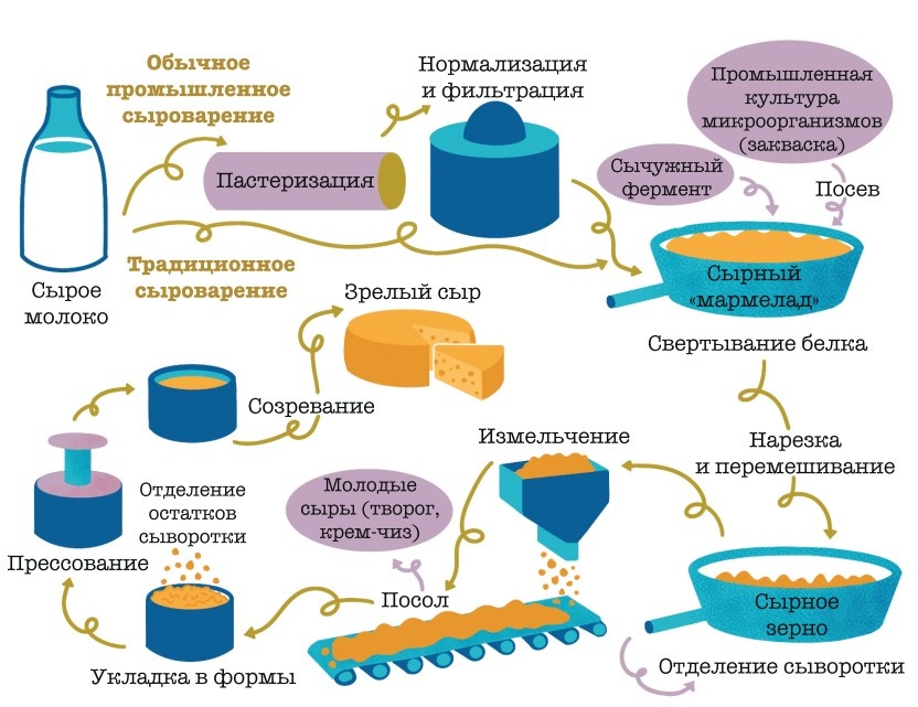     Рис. 22. Получение сыра Альпина Паблишер, 2025