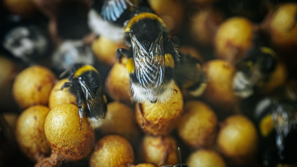     Фото: Emvat Mosakovskis/Shutterstock/FOTODOM колония шмелей