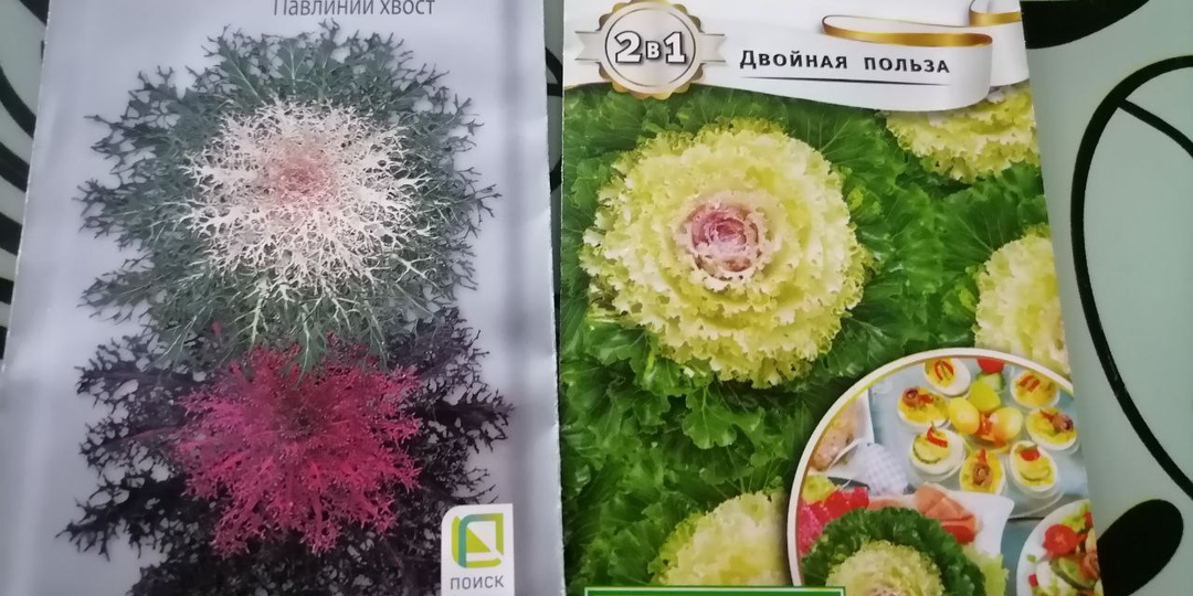 Декоративной капусте быть! Купила красивые сорта
